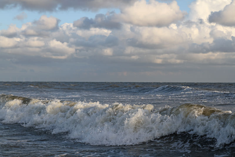 Single borkum
